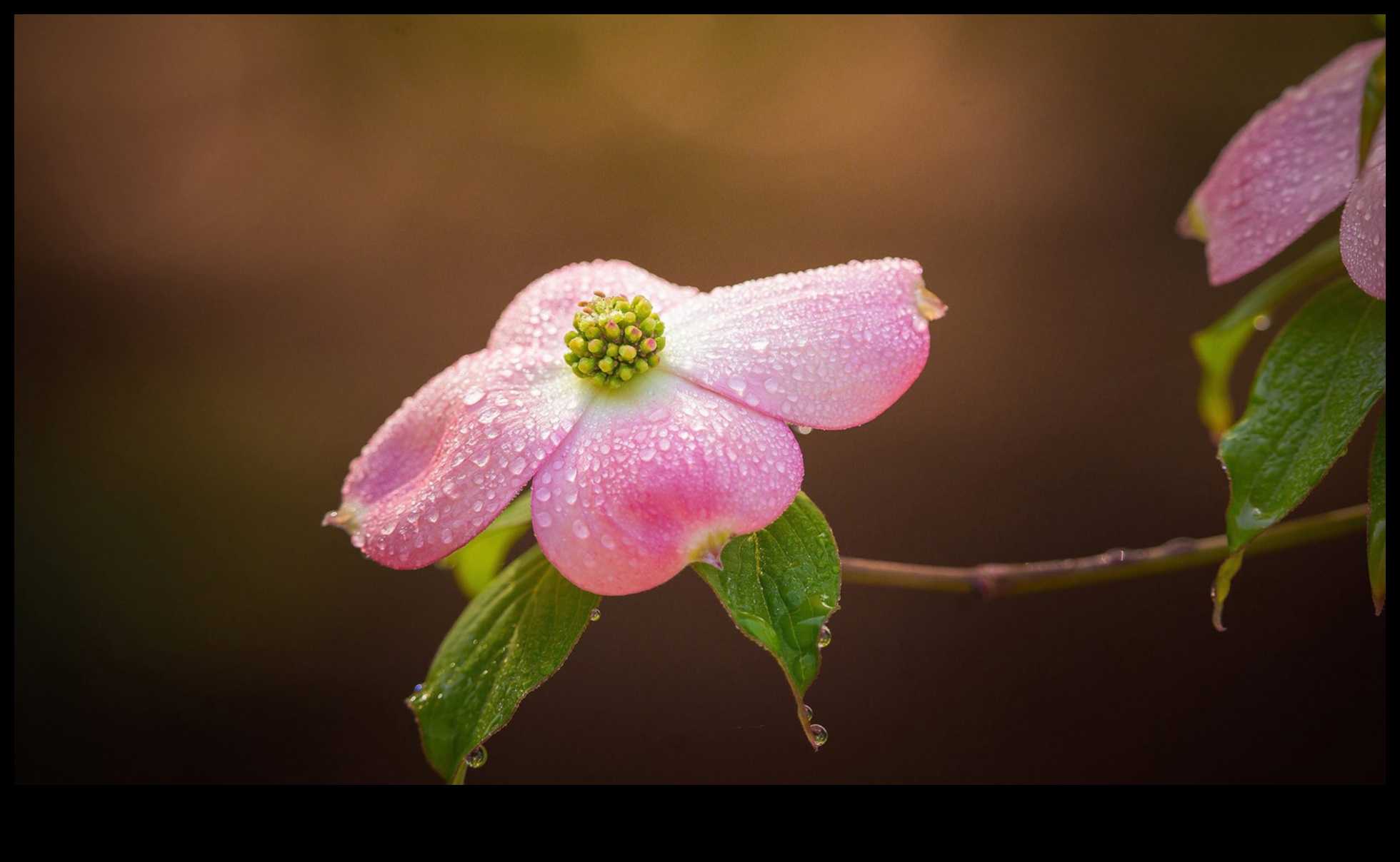 DIY Photography Macro Lens: Yakın çekim fotoğrafçılığını keşfetmek