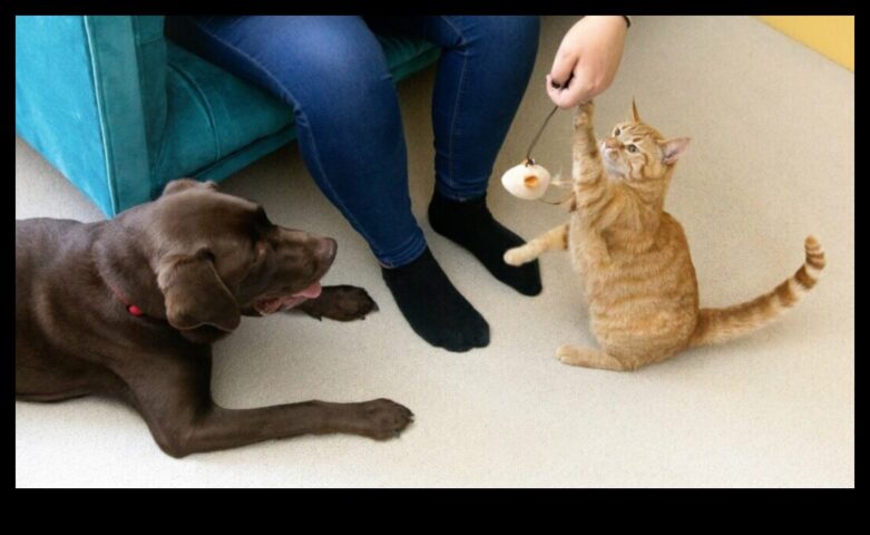 Oyuncak Zaman Zaferleri Köpekler ve Kediler için Oyun Fikirleri