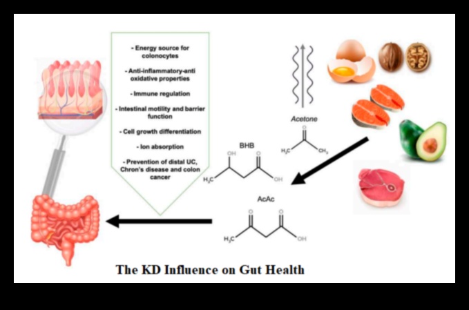 Keto ve Sindirim Sağlığı: Kapsamlı Bir Perspektif