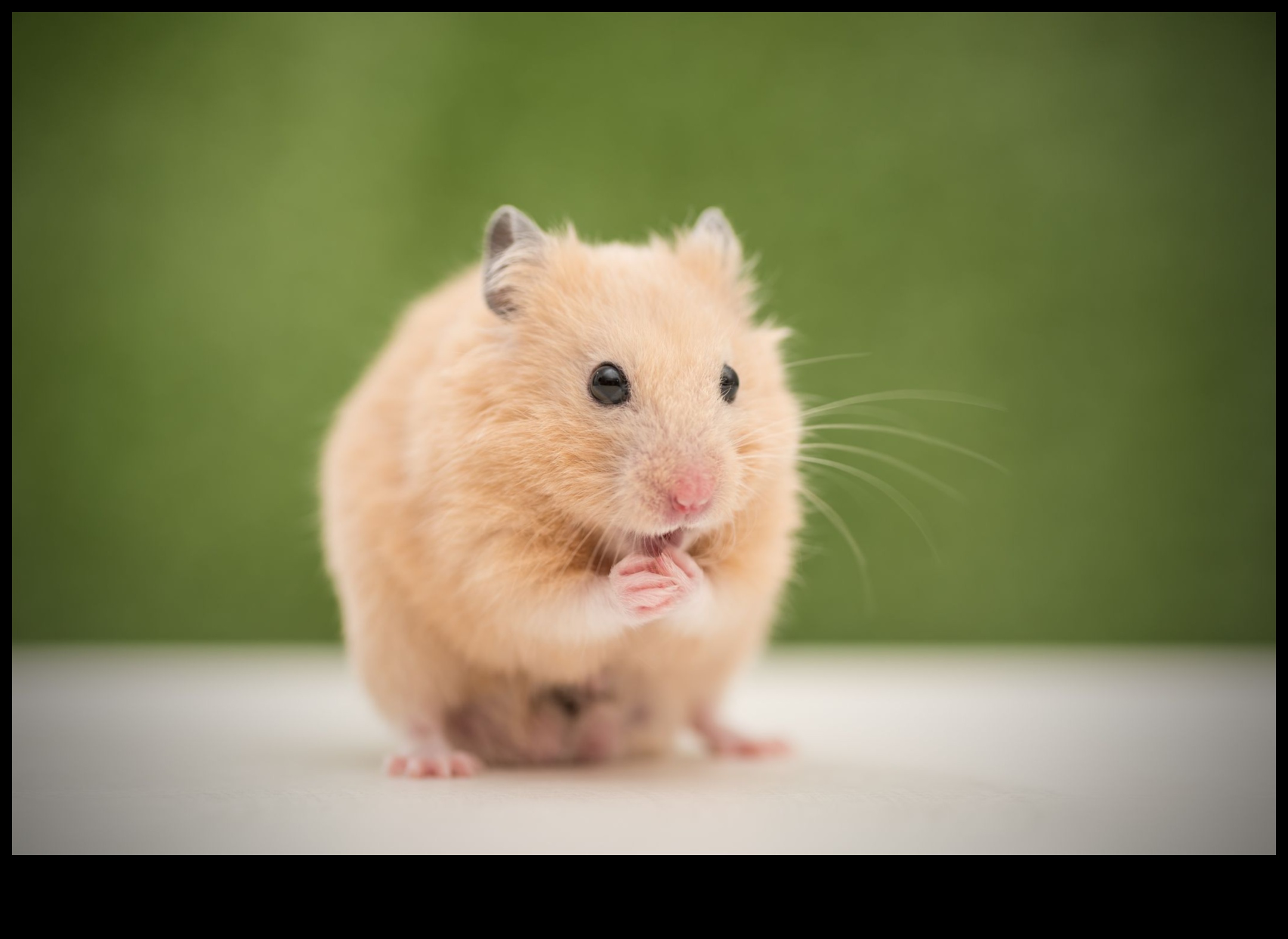 Hamster ırkları devam etti: daha az bilinen çeşitler ve özellikler