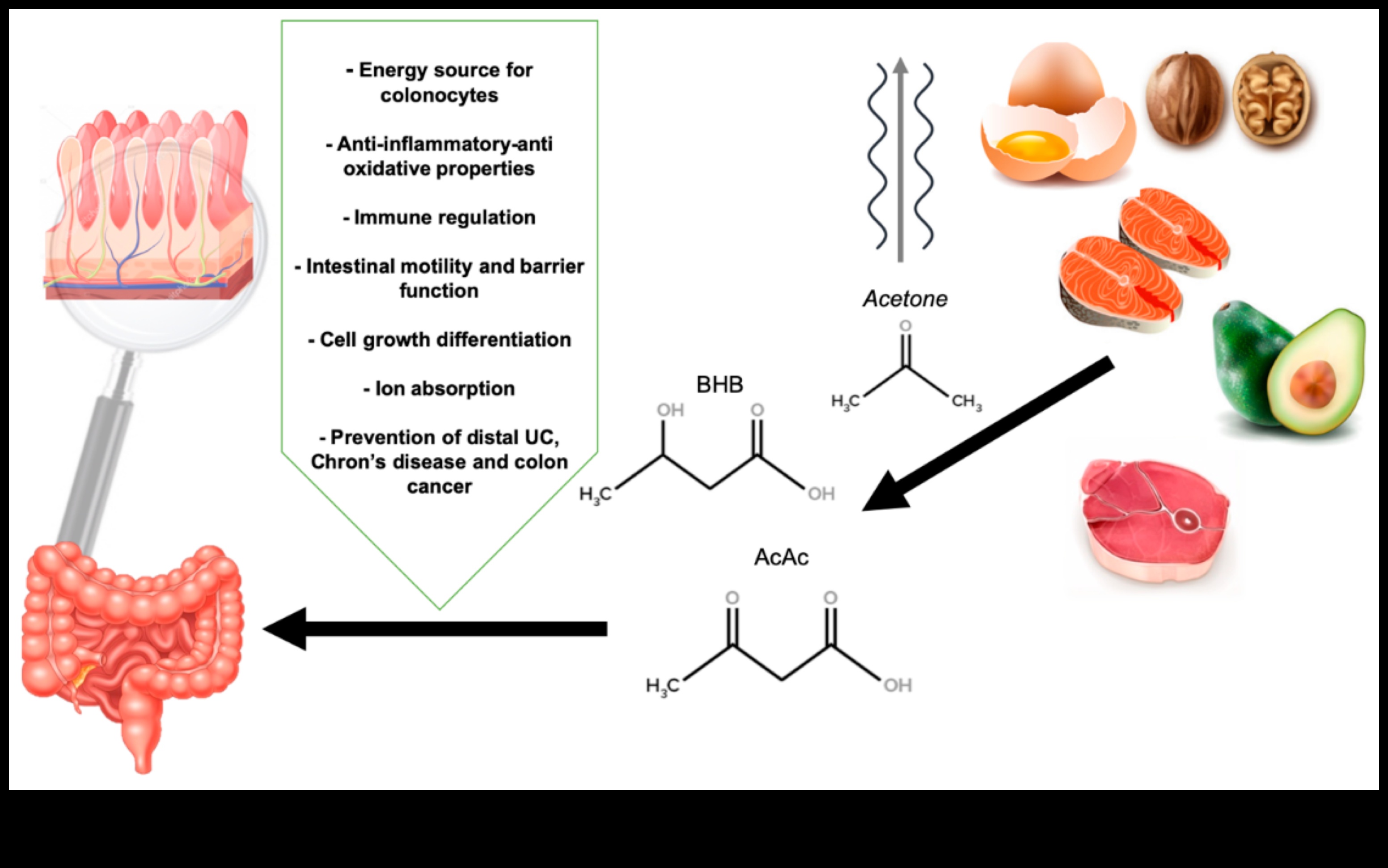 Keto ve Sindirim Sağlığı: Kapsamlı Bir Perspektif